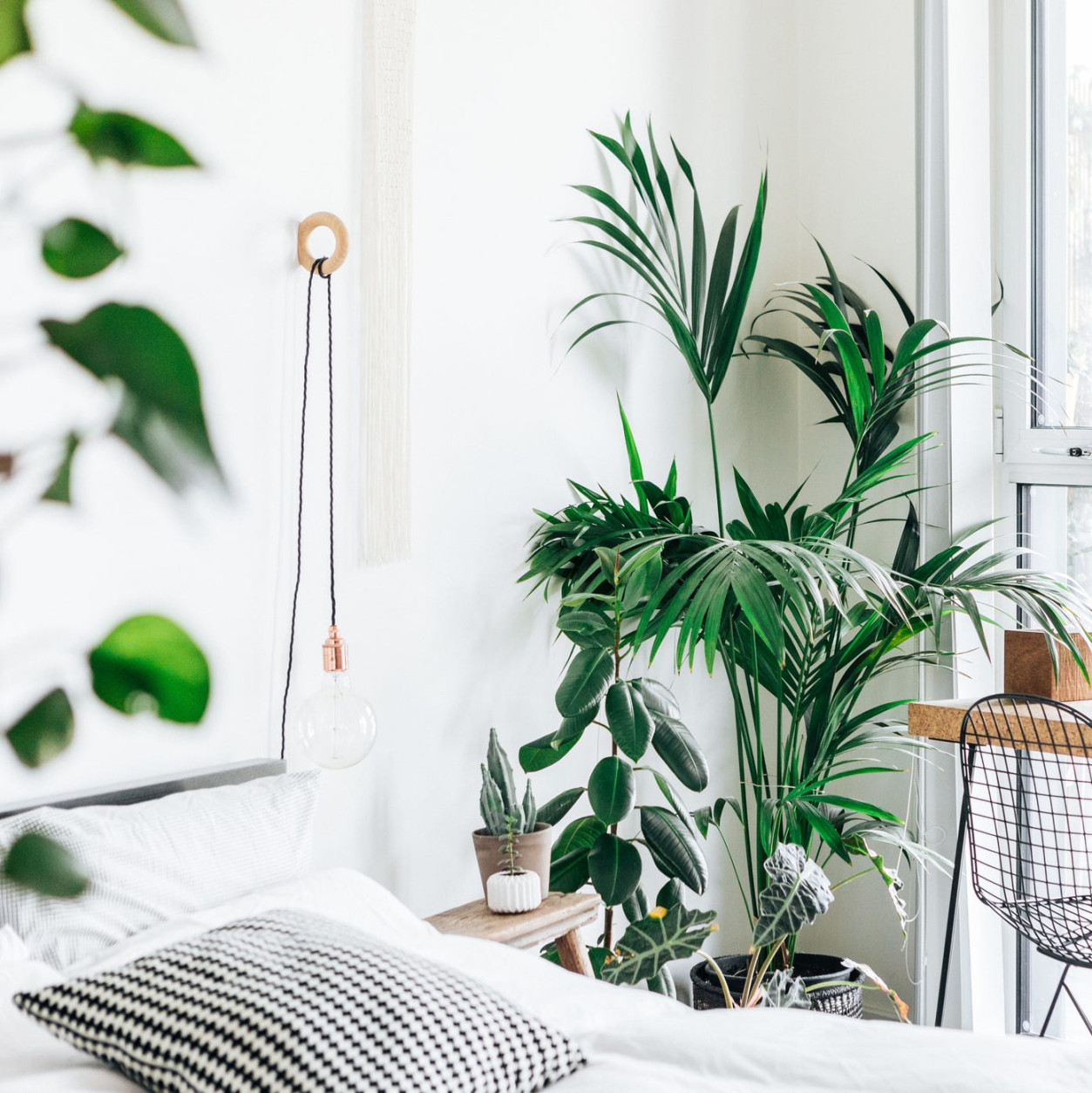 Best Bedroom Plants for Oxygen and Feng Shui Energy