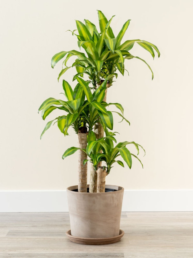 Best Indoor Plants and How to Care for Them  Architectural Digest