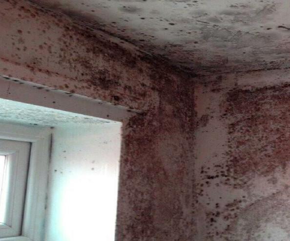 Causes of Mould on Bedroom Ceiling: Prevention and Solutions