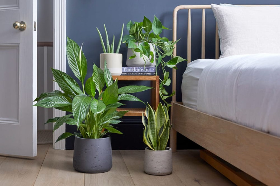 Decorate your bedroom with plants  Patch Plants