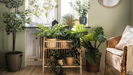 Interior decorating tips using indoor plant decor - IKEA