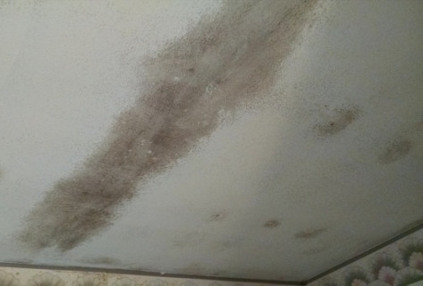 Mold in Bedrooms