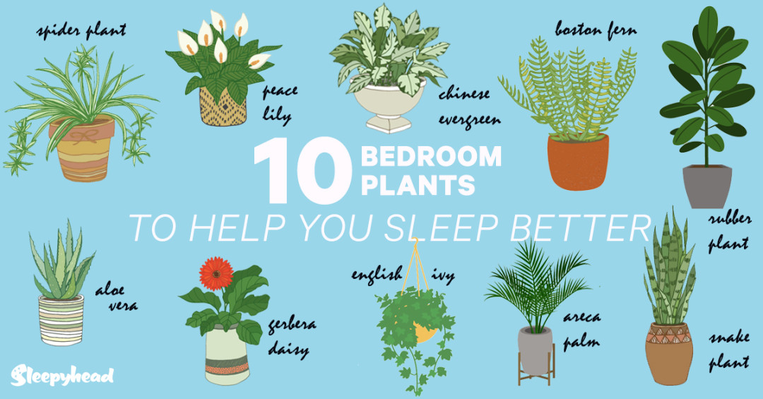 Perfect Plants For Your Bedroom - Bedroom Plants  Sleepyhead