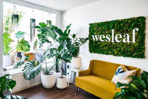 Plant Design Studio  Wesleaf Designs and Decor  Needham