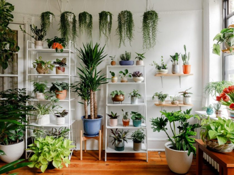 Tips For Decorating Home With Plants  Kolo Magazine