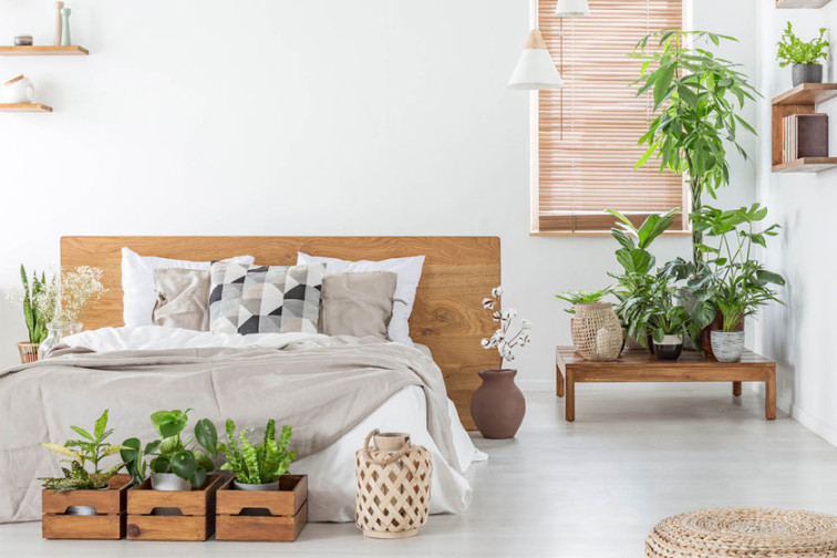 What are the best indoor plants for a bedroom  Puffy Blog